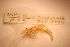  ( - IU-INHS-8610a)  @11 [ ] c (2098) Jose Andres Cornell Univeristy- Department of Ecology and Evolutionary Biology