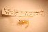  ( - IU-INHS-8610b)  @11 [ ] c (2099) Jose Andres Cornell Univeristy- Department of Ecology and Evolutionary Biology