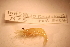  ( - IU-INHS-8610c)  @11 [ ] c (2100) Jose Andres Cornell Univeristy- Department of Ecology and Evolutionary Biology