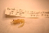  ( - IU-INHS-8610d)  @11 [ ] c (2101) Jose Andres Cornell Univeristy- Department of Ecology and Evolutionary Biology