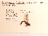  (Williamsonia fletcheri - UMMZI-MOS0020405)  @11 [ ] c (2021) Jose Andres Cornell Univeristy- Department of Ecology and Evolutionary Biology