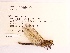  ( - UMMZI-MOS0020734)  @11 [ ] c (2021) Jose Andres Cornell Univeristy- Department of Ecology and Evolutionary Biology