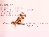  ( - UMMZI-MOS0020788)  @11 [ ] c (2021) Jose Andres Cornell Univeristy- Department of Ecology and Evolutionary Biology