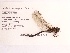  ( - UMMZI-MOS0027227)  @11 [ ] c (2021) Jose Andres Cornell Univeristy- Department of Ecology and Evolutionary Biology