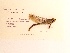  (Arigomphus cornutus - UMMZI-MOS0031233)  @11 [ ] c (2021) Jose Andres Cornell Univeristy- Department of Ecology and Evolutionary Biology