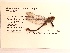  ( - UMMZI-MOS0031856)  @11 [ ] c (2021) Jose Andres Cornell Univeristy- Department of Ecology and Evolutionary Biology