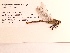  ( - UMMZI-MOS0032043)  @11 [ ] c (2021) Jose Andres Cornell Univeristy- Department of Ecology and Evolutionary Biology