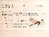  (Williamsonia lintneri - UMMZI-MOS0032953)  @11 [ ] c (2021) Jose Andres Cornell Univeristy- Department of Ecology and Evolutionary Biology