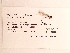  ( - UMMZI-MOS0033125)  @11 [ ] c (2021) Jose Andres Cornell Univeristy- Department of Ecology and Evolutionary Biology