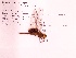  ( - UMMZI-MOS0034065)  @11 [ ] c (2021) Jose Andres Cornell Univeristy- Department of Ecology and Evolutionary Biology