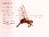  ( - UMMZI-MOS0034265)  @11 [ ] c (2021) Jose Andres Cornell Univeristy- Department of Ecology and Evolutionary Biology