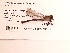  ( - UMMZI-MOS0036617)  @11 [ ] c (2021) Jose Andres Cornell Univeristy- Department of Ecology and Evolutionary Biology