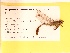  (Arigomphus submedianus - UMMZI-UMMZI-00210908)  @11 [ ] c (2021) Jose Andres Cornell Univeristy- Department of Ecology and Evolutionary Biology