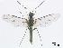  ( - DEI-GISHym4788)  @13 [ ] Copyright (2010) Senckenberg Deutsches Entomologisches Institut Senckenberg Deutsches Entomologisches Institut