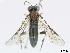  ( - DEI-GISHym4973)  @13 [ ] Copyright (2010) Senckenberg Deutsches Entomologisches Institut Senckenberg Deutsches Entomologisches Institut
