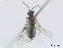  ( - DEI-GISHym4997)  @12 [ ] Copyright (2010) Senckenberg Deutsches Entomologisches Institut Senckenberg Deutsches Entomologisches Institut