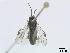  ( - DEI-GISHym4995)  @13 [ ] Copyright (2010) Senckenberg Deutsches Entomologisches Institut Senckenberg Deutsches Entomologisches Institut