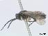  ( - DEI-GISHym4995)  @12 [ ] Copyright (2010) Senckenberg Deutsches Entomologisches Institut Senckenberg Deutsches Entomologisches Institut