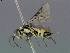  ( - DEI-GISHym11445)  @12 [ ] Copyright (2011) Senckenberg Deutsches Entomologisches Institut Senckenberg Deutsches Entomologisches Institut