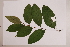  (Citronella - CNS_CC_N_G11)  @11 [ ] Copyright (2010) Unspecified CSIRO, Queensland Government and James Cook University