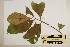  (Planchonella myrsinoides - CNS_CC_M_C4)  @11 [ ] Unspecified (default): All Rights Reserved  Unspecified Unspecified