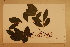  (Acmenosperma - CNS_CC_6075_D7)  @11 [ ] Copyright (2010) Australia Tropical Herbarium CSIRO, Queensland Government and James Cook University
