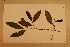  ( - CNS_CC_x01_G4)  @11 [ ] Copyright (2010) Australia Tropical Herbarium CSIRO, Queensland Government and James Cook University