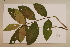  ( - CNS_CC_6075_A7)  @11 [ ] Copyright (2010) Australia Tropical Herbarium CSIRO, Queensland Government and James Cook University