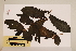  (Atractocarpus merikin - CNS_CC_6075_A10)  @11 [ ] Copyright (2010) Australia Tropical Herbarium CSIRO, Queensland Government and James Cook University