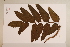  (Polyscias australiana - CNS_CC_6075_B8)  @11 [ ] Copyright (2010) Australia Tropical Herbarium CSIRO, Queensland Government and James Cook University