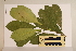 ( - CNS_CC_6075_F11)  @11 [ ] Copyright (2010) Australia Tropical Herbarium CSIRO, Queensland Government and James Cook University