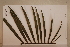  (Archontophoenix - CNS_CC_6075_H9)  @11 [ ] Copyright (2010) Australia Tropical Herbarium CSIRO, Queensland Government and James Cook University