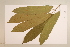  (Ryparosa - CNS_CC_6075_H11)  @11 [ ] Copyright (2010) Australia Tropical Herbarium CSIRO, Queensland Government and James Cook University