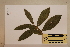  (Wilkiea angustifolia - CNS_CC_6076_B12)  @11 [ ] Copyright (2010) Australia Tropical Herbarium CSIRO, Queensland Government and James Cook University