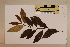  ( - CNS_CC_6076_C3)  @11 [ ] Copyright (2010) Australia Tropical Herbarium CSIRO, Queensland Government and James Cook University
