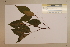  (Deplanchea - CNS_CC_6076_F7)  @11 [ ] Copyright (2010) Australia Tropical Herbarium CSIRO, Queensland Government and James Cook University