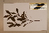  (Choriceras - CNS_CC_6076_F6)  @11 [ ] Copyright (2010) Australia Tropical Herbarium CSIRO, Queensland Government and James Cook University
