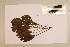  (Timonius timon - CNS_CC_6076_F12)  @11 [ ] Copyright (2010) Australia Tropical Herbarium CSIRO, Queensland Government and James Cook University