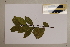  ( - CNS_CC_6076_G2)  @11 [ ] Copyright (2010) Australia Tropical Herbarium CSIRO, Queensland Government and James Cook University
