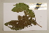  ( - CNS_CC_x01_A9)  @11 [ ] Copyright (2010) Australia Tropical Herbarium CSIRO, Queensland Government and James Cook University