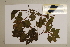  (Gossia grayi - CNS_CC_6077_E2)  @11 [ ] Copyright (2010) Australia Tropical Herbarium CSIRO, Queensland Government and James Cook University