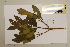  (Flindersia bourjotiana - CNS_CC_6077_E3)  @11 [ ] Copyright (2010) Australia Tropical Herbarium CSIRO, Queensland Government and James Cook University