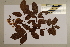  (Pandorea - CNS_CC_6077_F3)  @11 [ ] Copyright (2010) Australia Tropical Herbarium CSIRO, Queensland Government and James Cook University