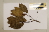  (Polyosma - CNS_CC_6077_E11)  @11 [ ] Copyright (2010) Australia Tropical Herbarium CSIRO, Queensland Government and James Cook University