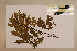  (Mezoneuron - CNS_CC_M_G9)  @11 [ ] Unspecified (default): All Rights Reserved  Australia Tropical Herbarium Unspecified