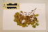  (Morinda reticulata - CNS_CC_P_6081_A12)  @11 [ ] Unspecified (default): All Rights Reserved  Australia Tropical Herbarium Unspecified