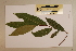  ( - CNS_CC_x01_C8)  @11 [ ] Copyright (2010) Australia Tropical Herbarium CSIRO, Queensland Government and James Cook University
