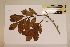  ( - CNS_CC_6077_B11)  @11 [ ] Copyright (2010) Australia Tropical Herbarium CSIRO, Queensland Government and James Cook University