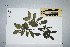  (Lenwebbia - CNS_CC_K_G6)  @11 [ ] Unspecified (default): All Rights Reserved  Australia Tropical Herbarium Unspecified