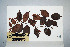  ( - CNS_CC_6079_G1)  @11 [ ] Unspecified (default): All Rights Reserved  Australia Tropical Herbarium Unspecified